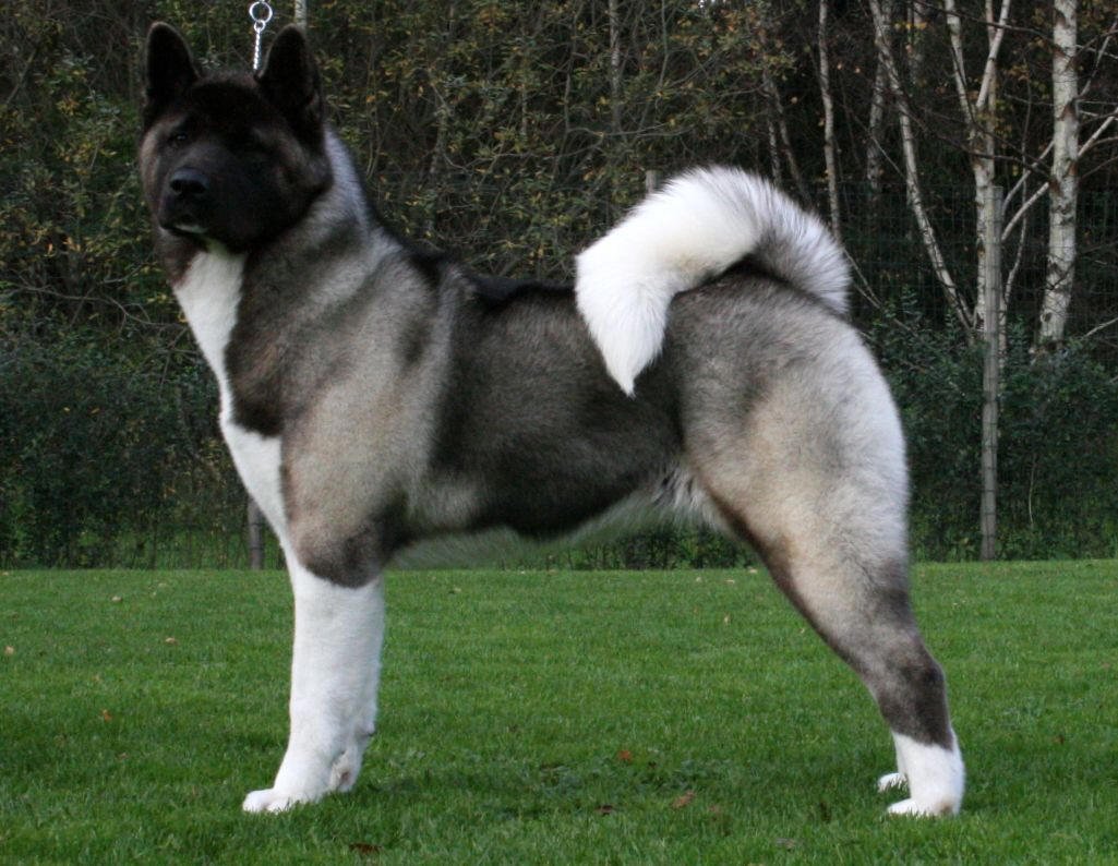 Akita Americano, foto de referência da raça