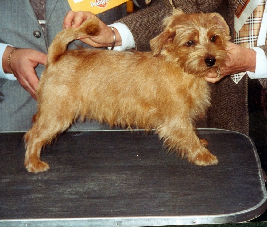 Raça de Cachorro: Norfolk Terrier