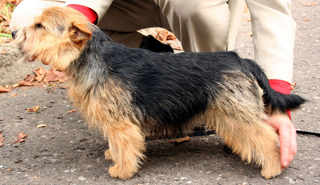 Raça de Cachorro: Norwich Terrier