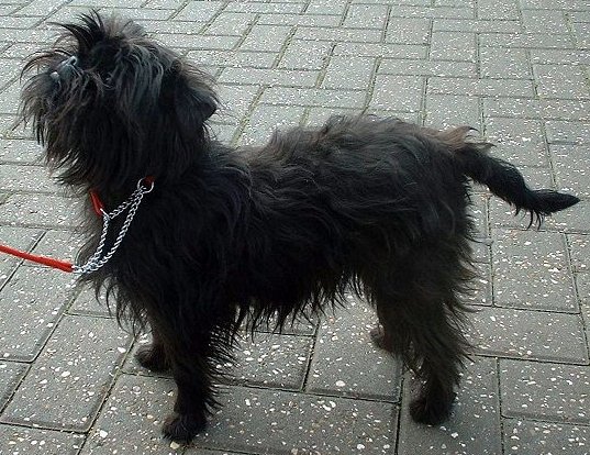 Raça de Cachorro: Affenpinscher