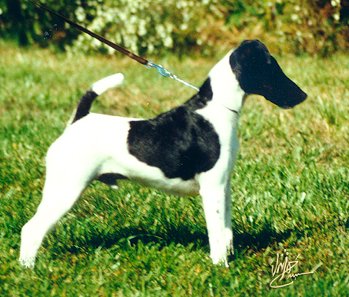 Raça de Cachorro: Fox Terrier de Pelo Liso