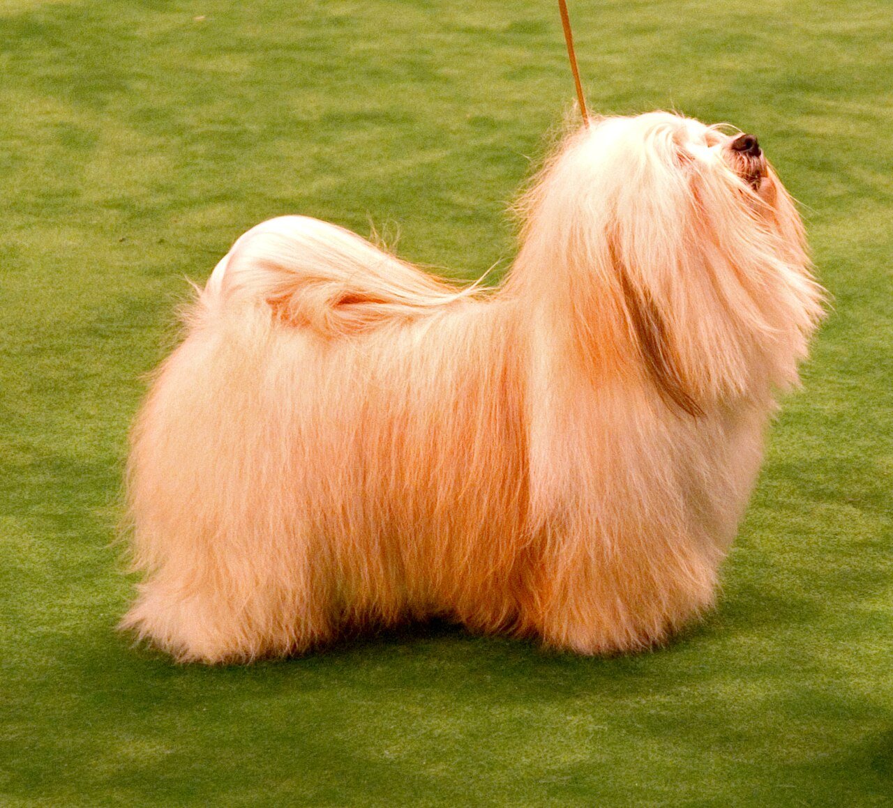 Raça de Cachorro: Havanês