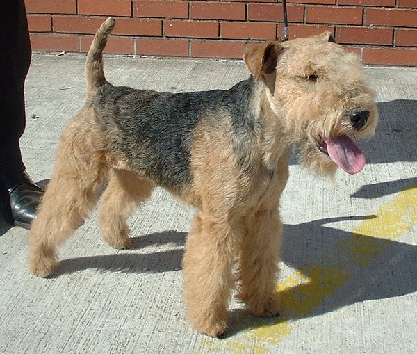 Raça de Cachorro: Lakeland Terrier