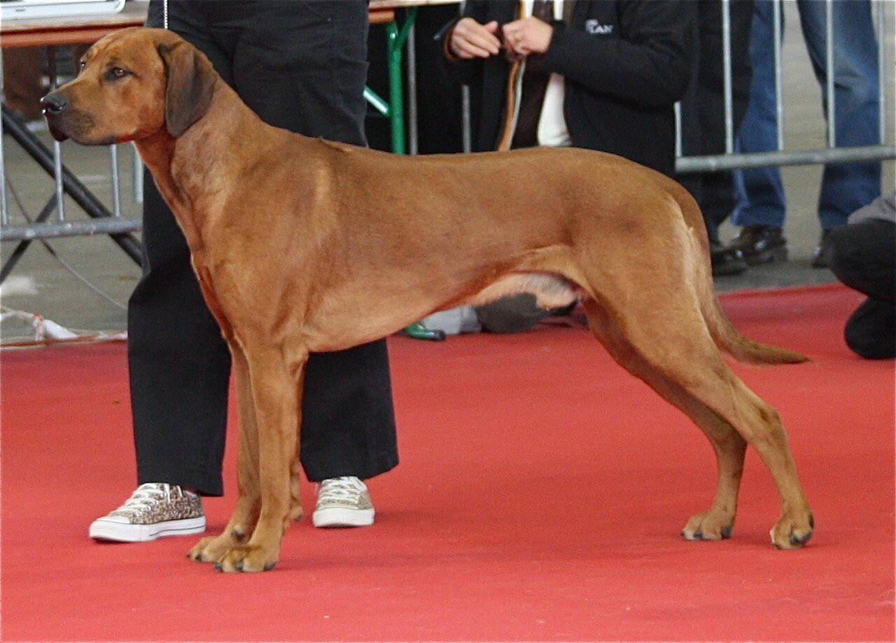 Raça de Cachorro: Rhodesian Ridgeback