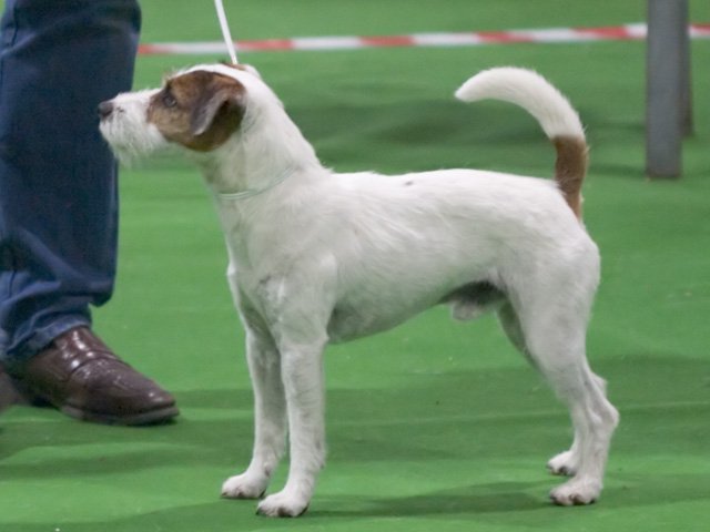 Raça de Cachorro: Parson Russell Terrier