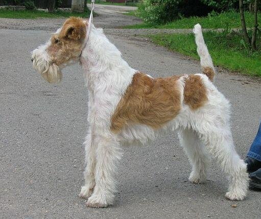 Fox Terrier de Pelo Duro, foto de referência da raça