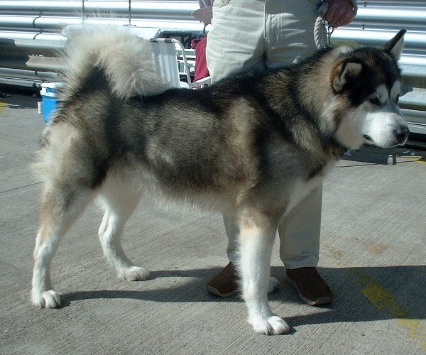Raça de Cachorro: Malamute do Alasca