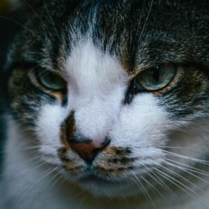 Explorando o Mundo do Foto Pets: Amor e Imagens de Animais de Estimação