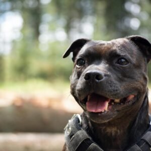 American Staffordshire Terrier