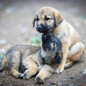 Foto Pets: Celebrando o Amor Pelos Animais Através da Fotografia