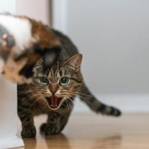 Saúde Mental dos Pets: Como Identificar e Tratar a Ansiedade no seu Animal de Estimação