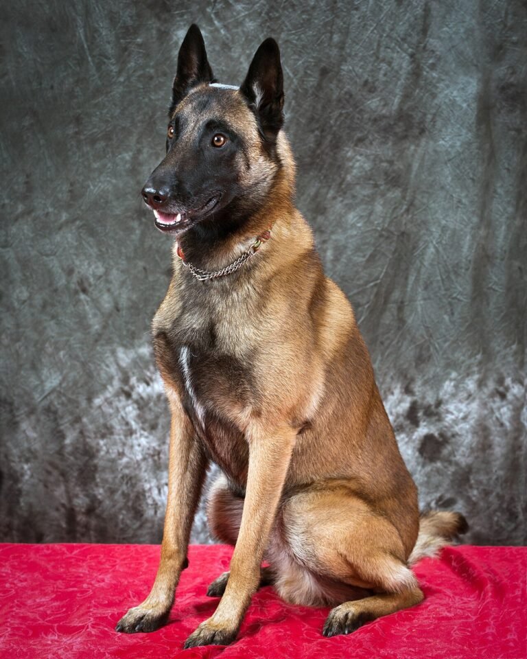 Raça de Cachorro: Pastor Belga Malinois