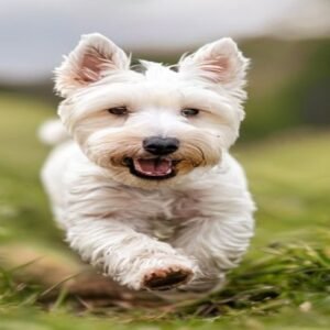 West Highland White Terrier: O Pequeno Guerreiro Escocês Que Conquista Corações