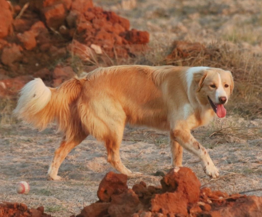 Raça de Cachorro: Aidi
