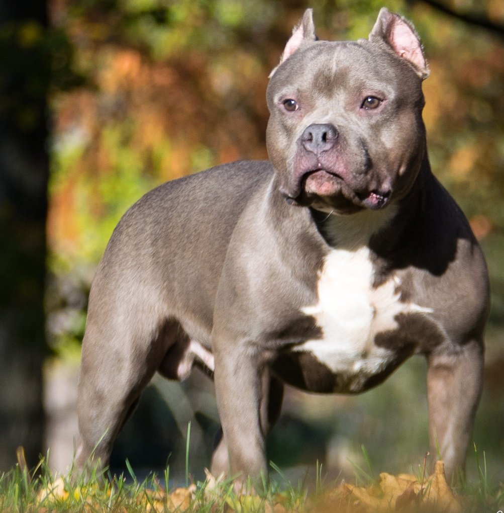 Foto de um American Bully
