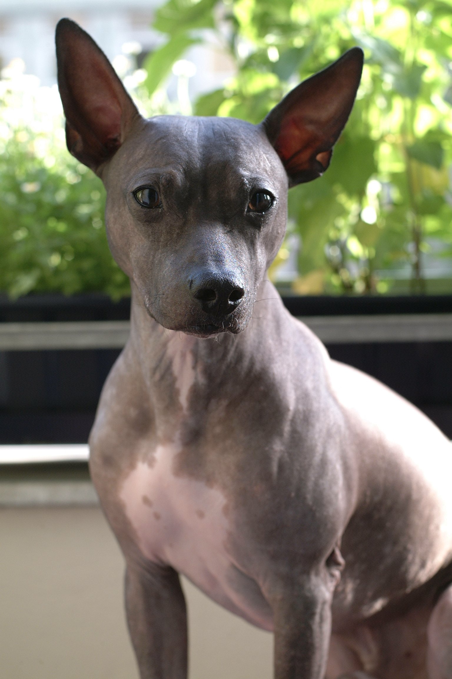 Foto de um American Hairless Terrier