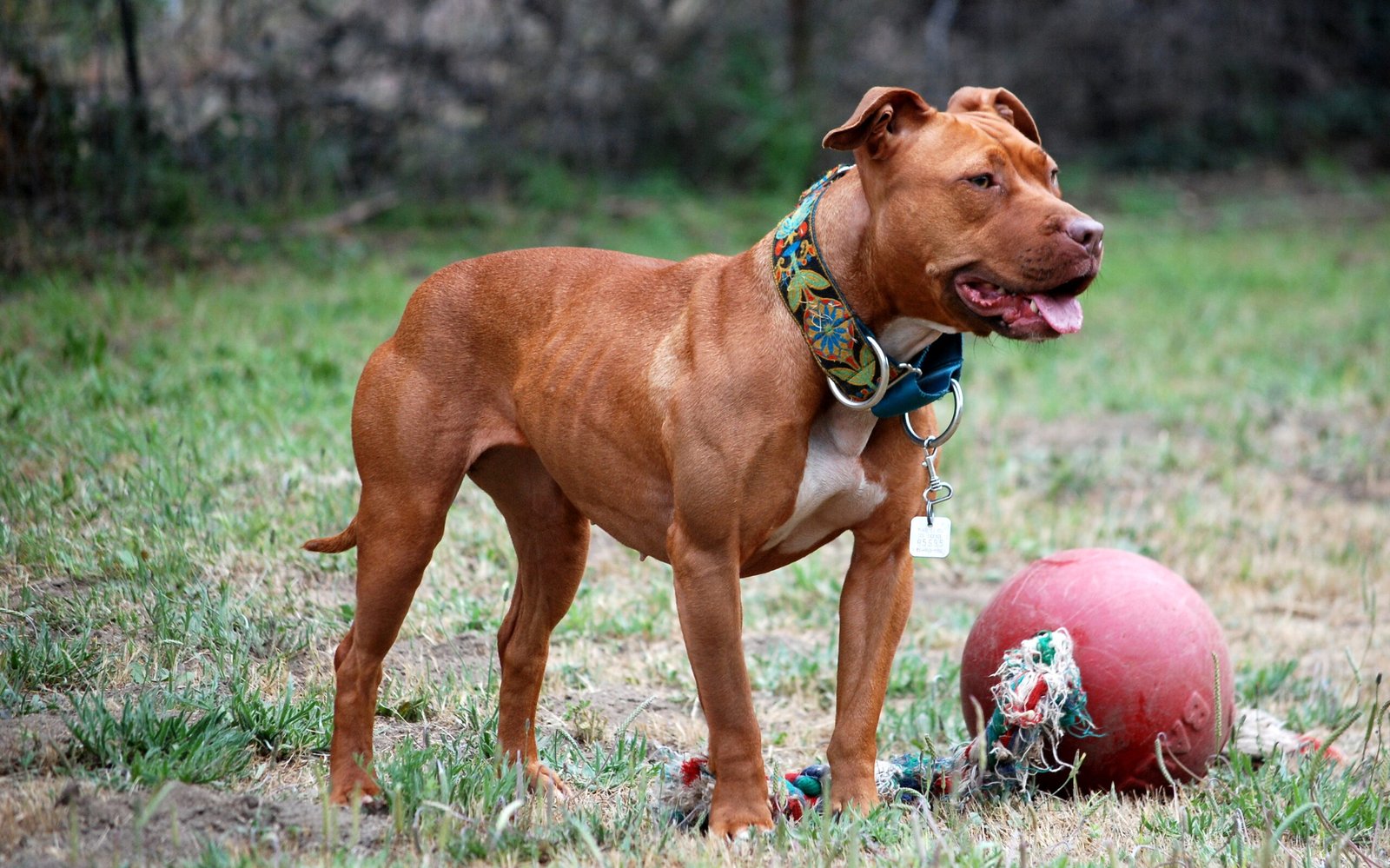 Raça de Cachorro: American Pit Bull Terrier
