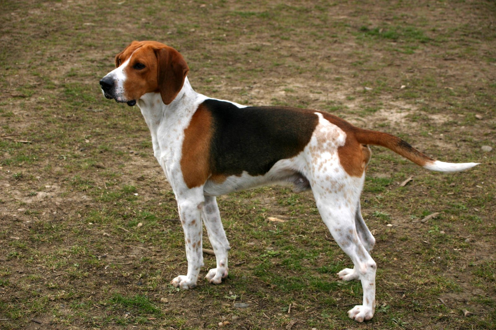 Raça de Cachorro: Anglo-Français de Petite Vénerie