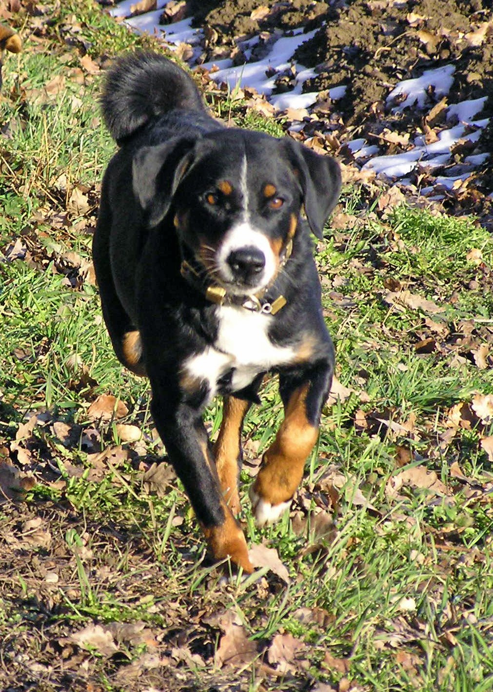 Raça de Cachorro: Appenzeller Sennenhund
