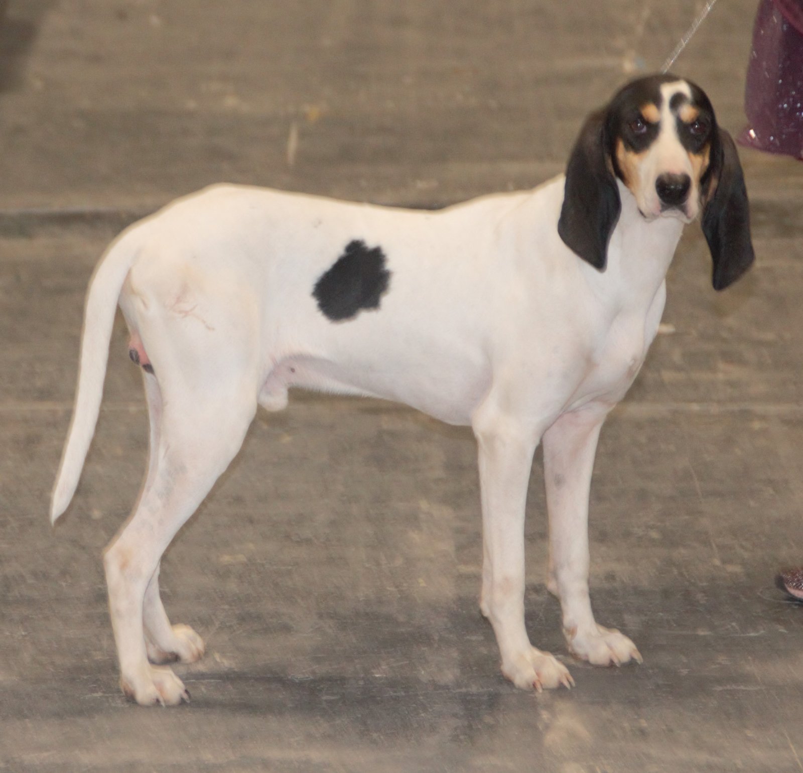 Raça de Cachorro: Ariégeois