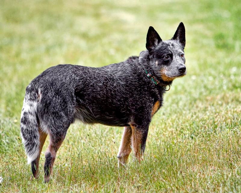 Raça de Cachorro: Australian Cattle Dog