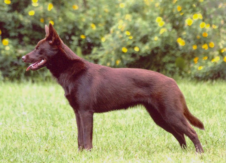 Raça de Cachorro: Australian Kelpie