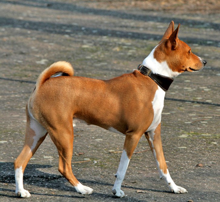 Foto de um Basenji