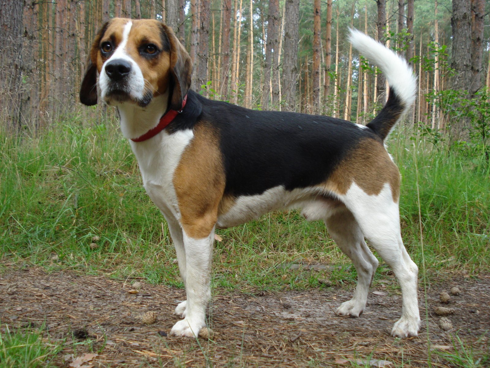 Raça de Cachorro: Beagle Harrier