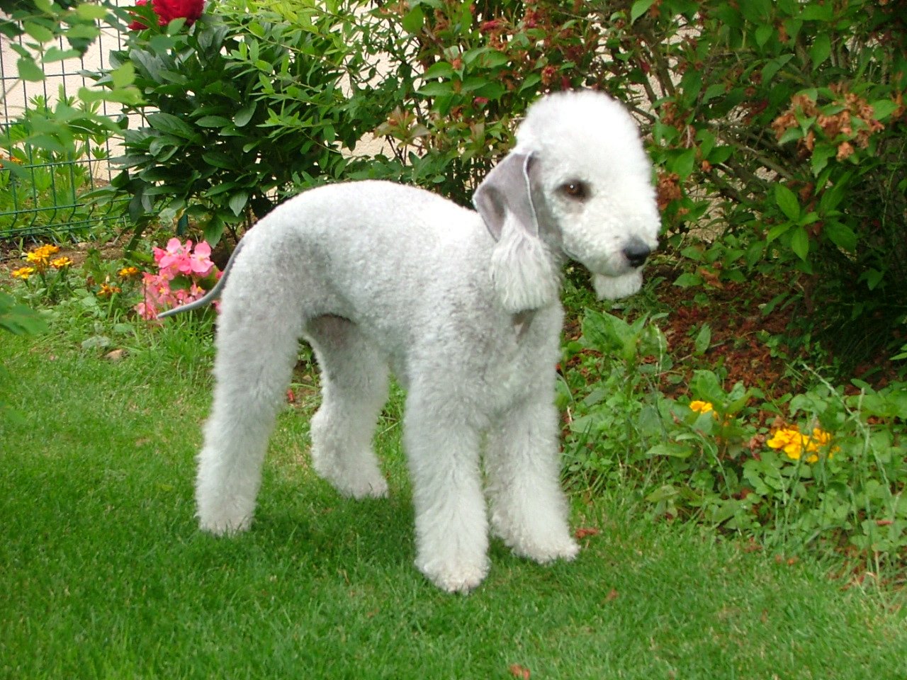 Raça de Cachorro: Bedlington Terrier