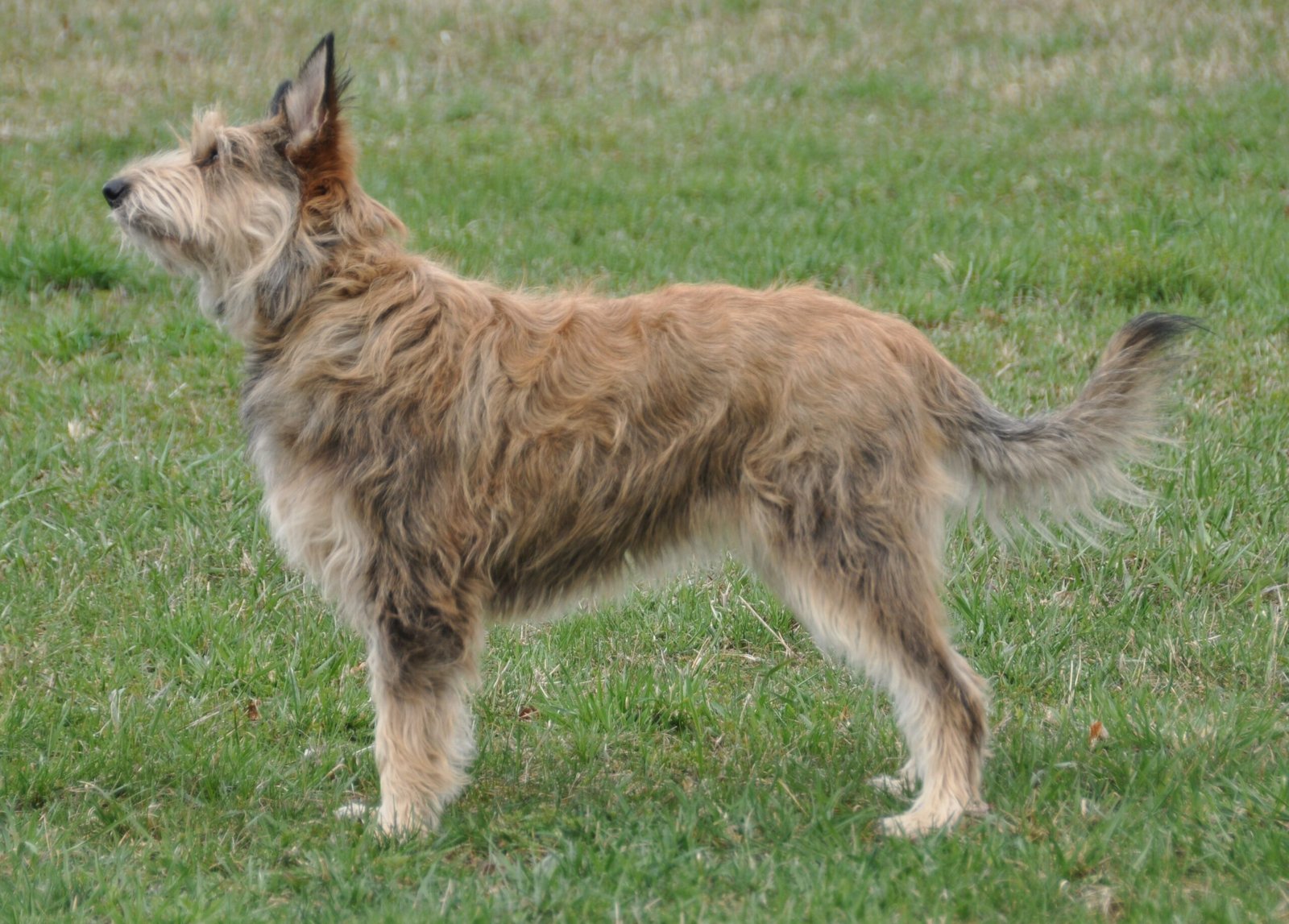 Raça de Cachorro: Berger Picard