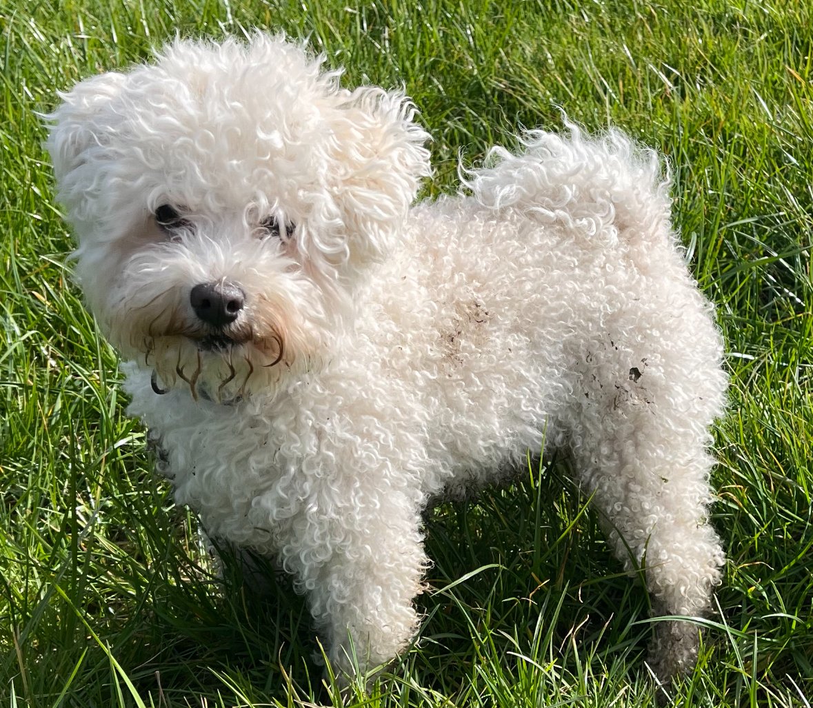 Foto de um Bichon Bolonhês