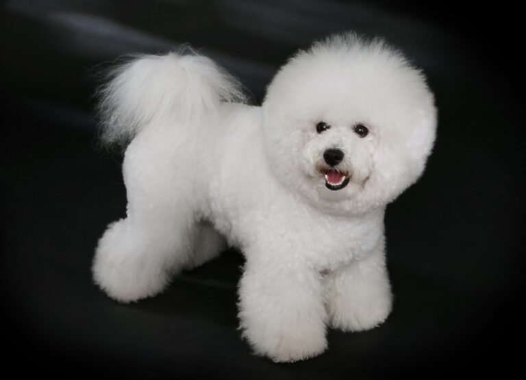 Raça de Cachorro: Bichon Frisé