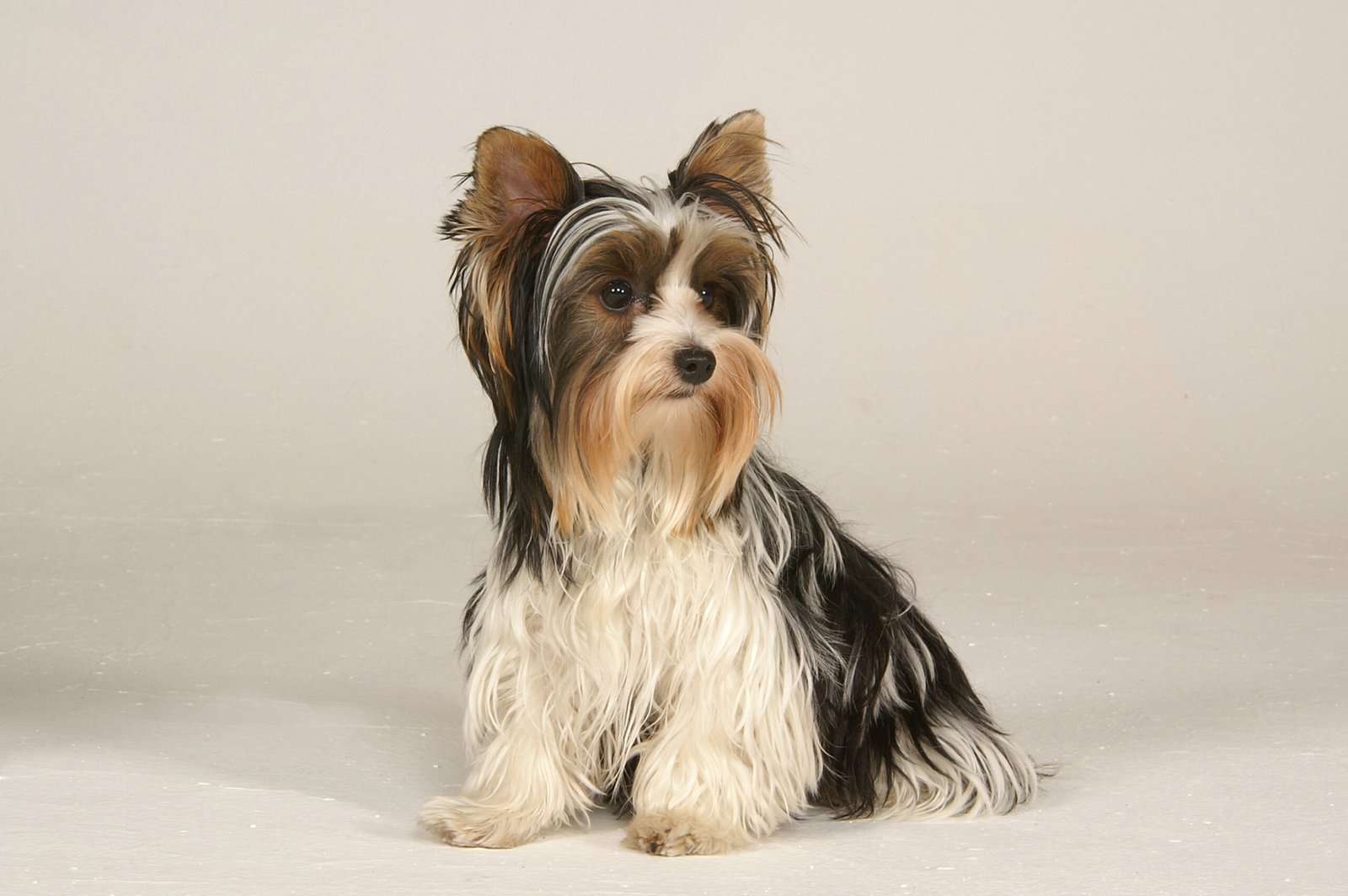 Raça de Cachorro: Biewer Terrier