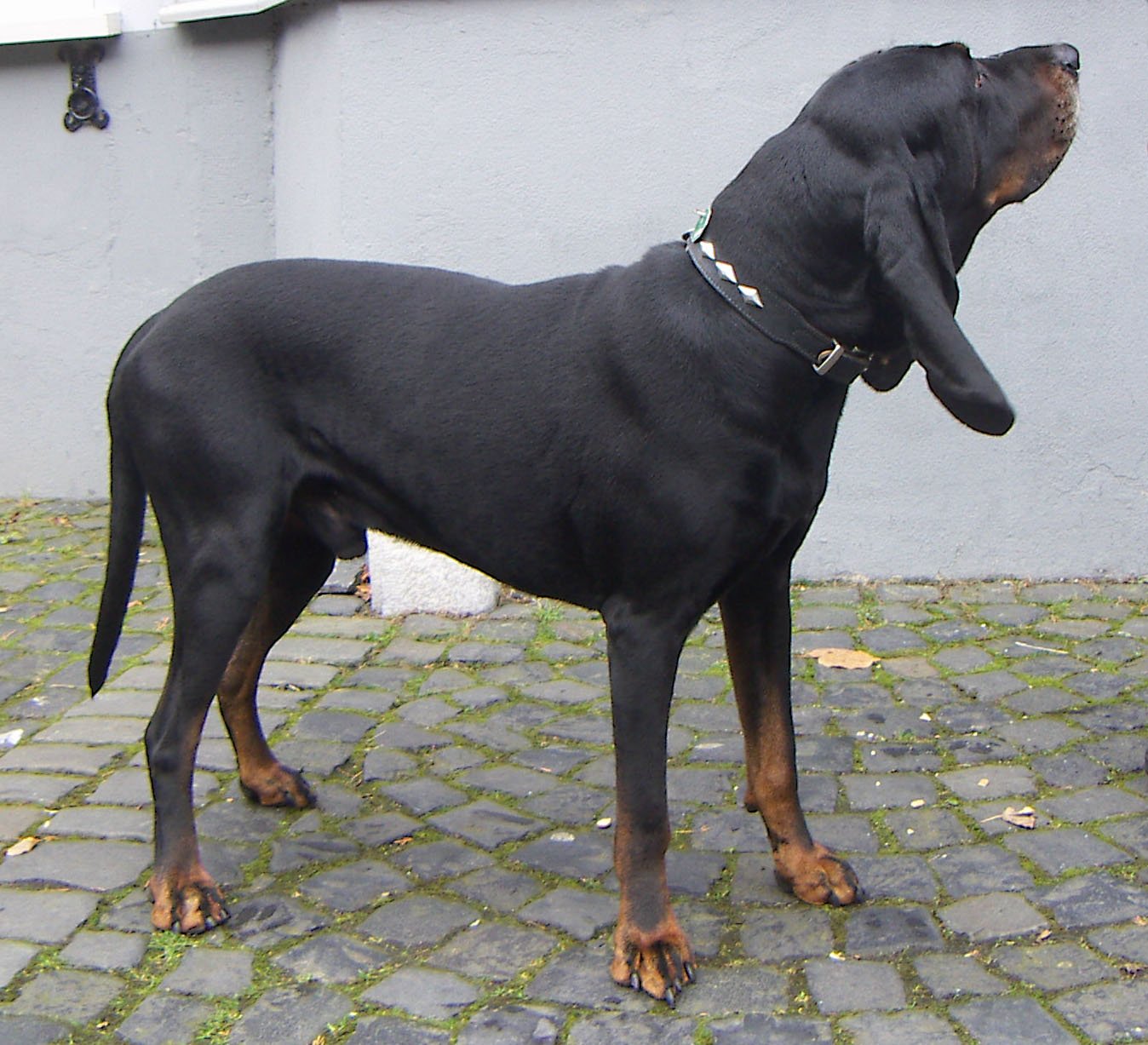 Raça de Cachorro: Black and Tan Coonhound