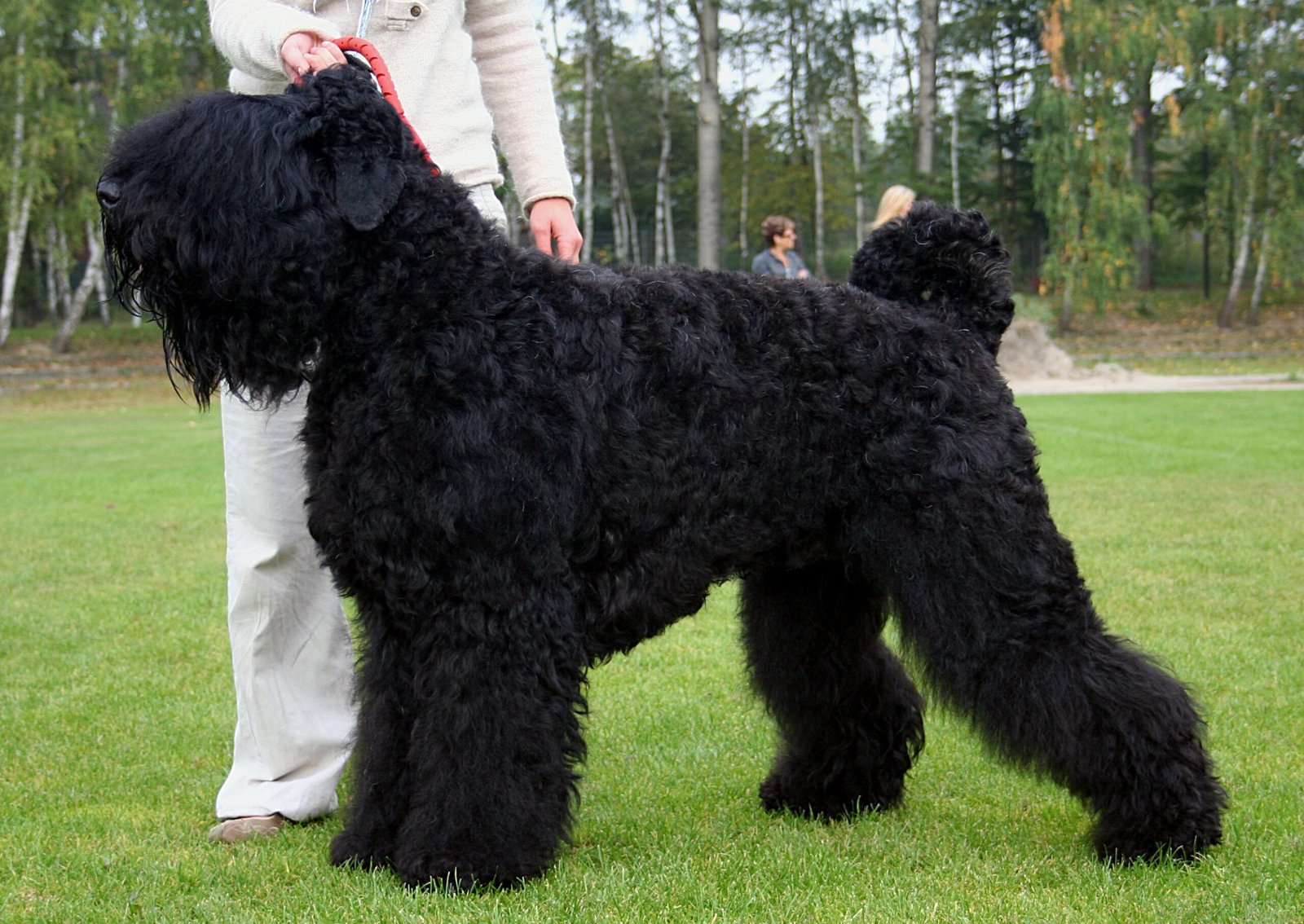 Raça de Cachorro: Black Russian Terrier