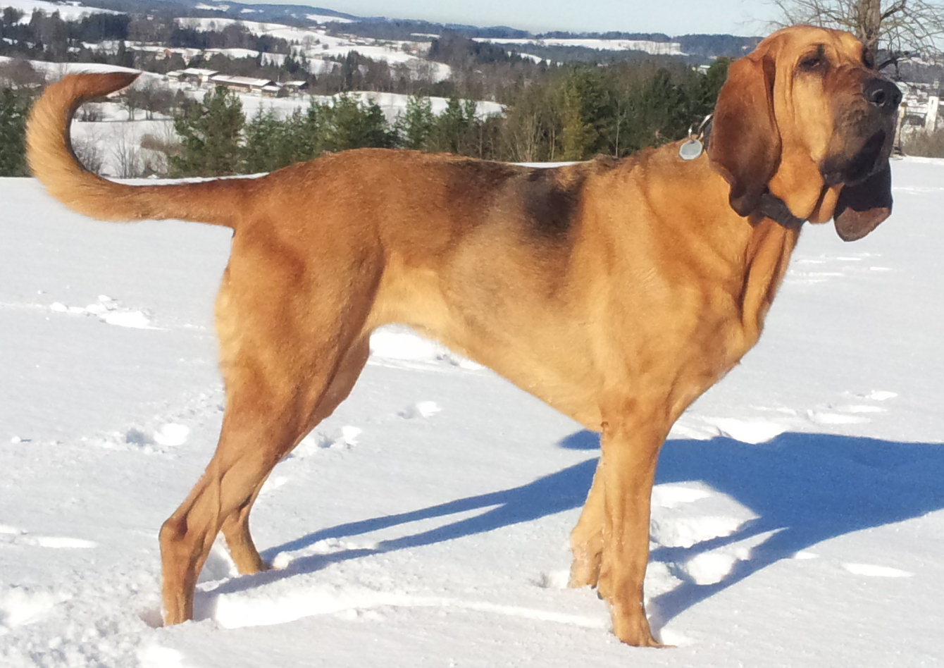 Raça de Cachorro: Cão de Santo Humberto