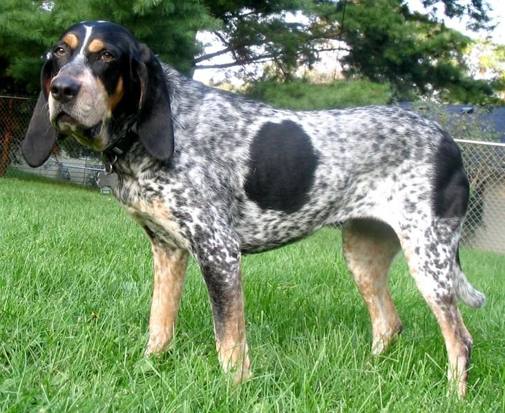 Raça de Cachorro: Bluetick Coonhound
