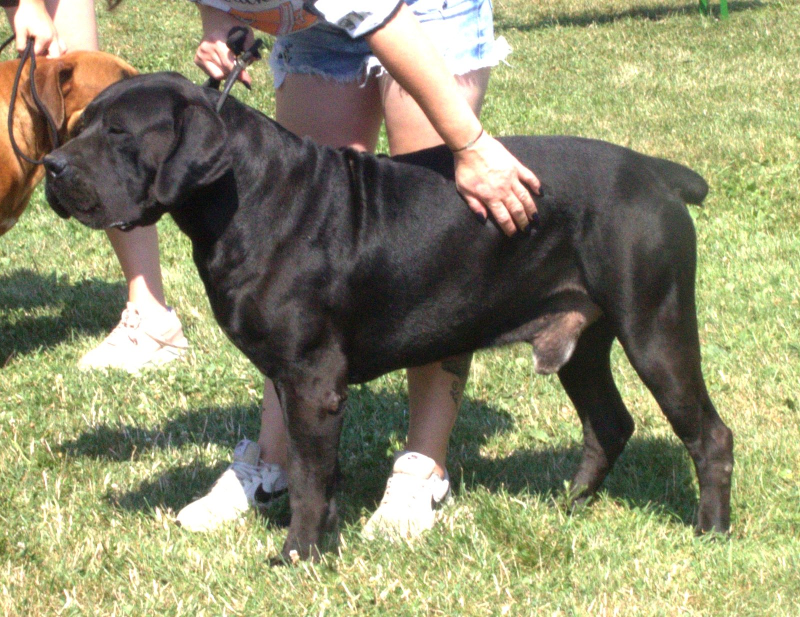 Raça de Cachorro: Boerboel