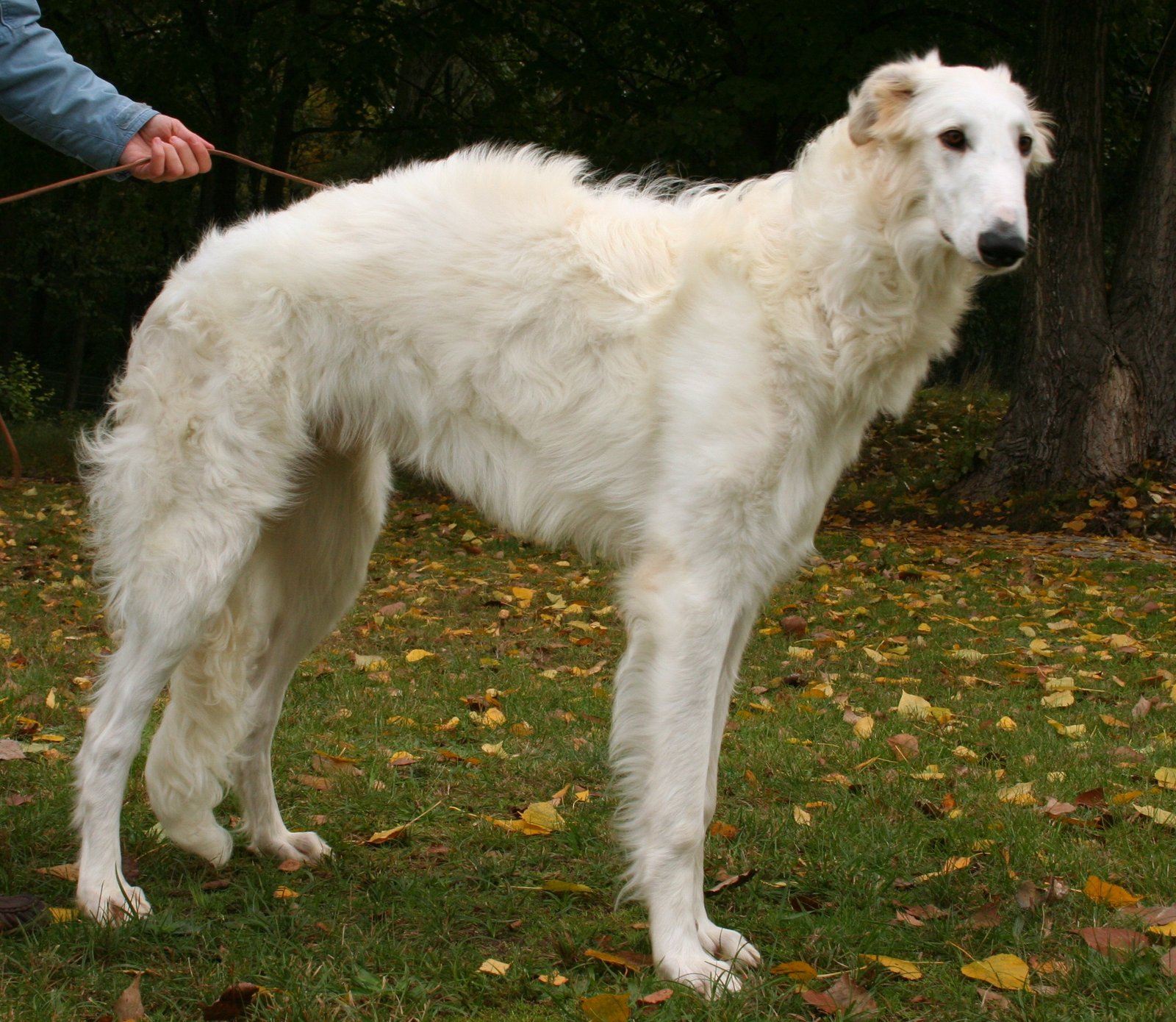 Raça de Cachorro: Borzoi
