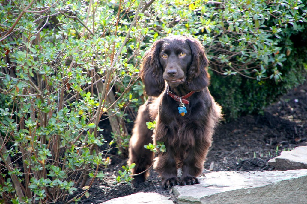 Raça de Cachorro: Boykin Spaniel