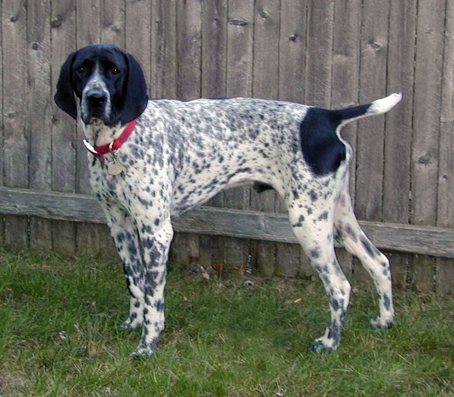 Raça de Cachorro: Braque d’Auvergne