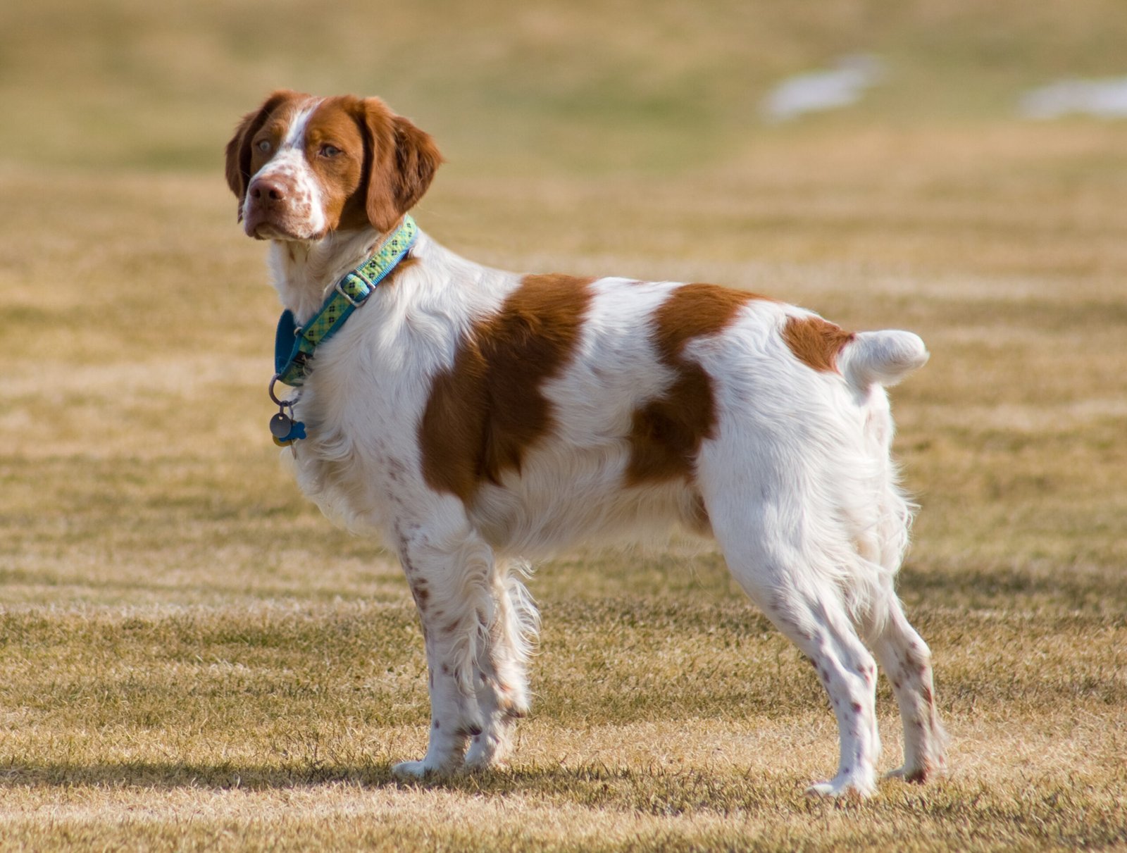 Foto de um Brittany Spaniel