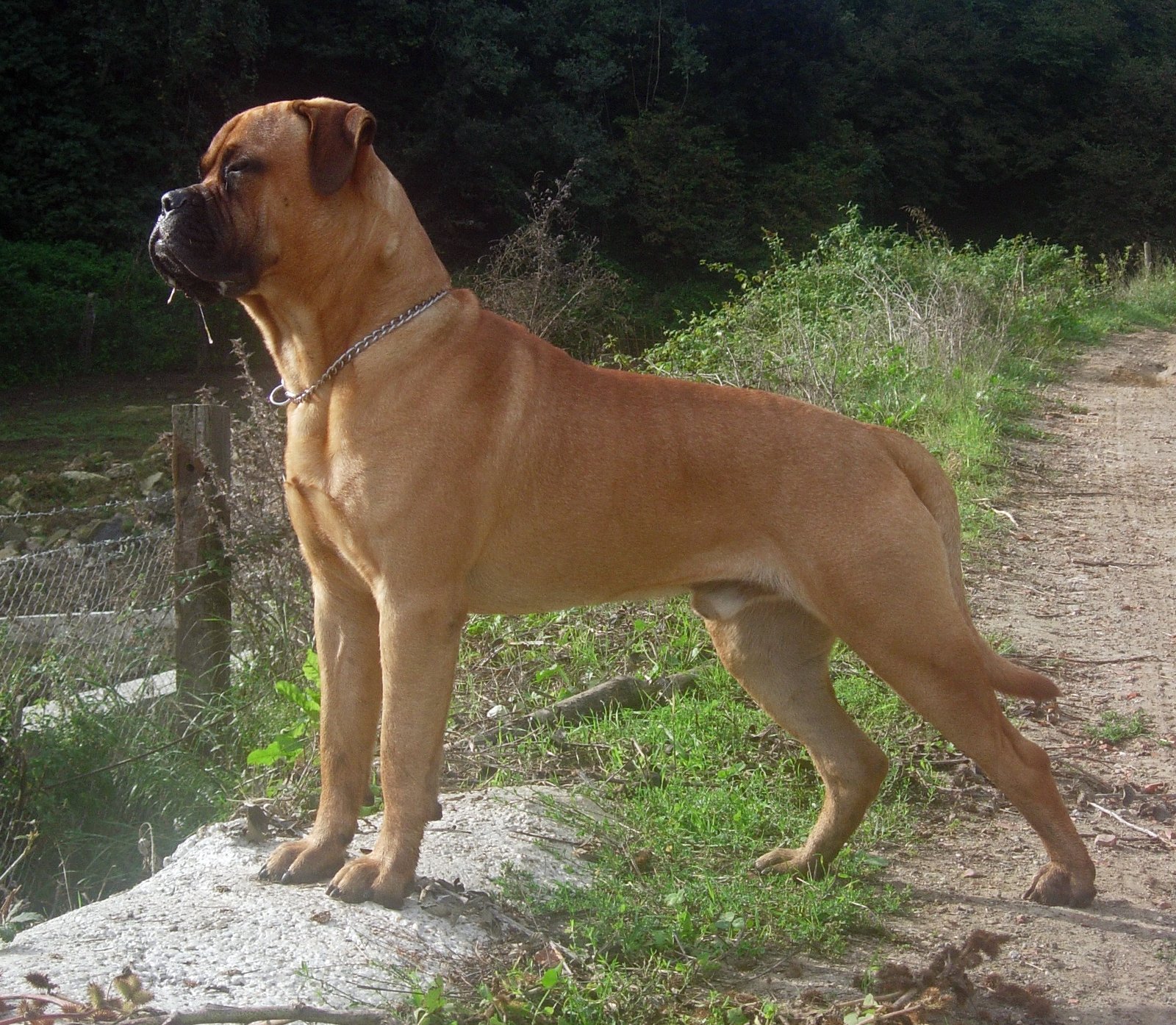 Raça de Cachorro: Bullmastiff