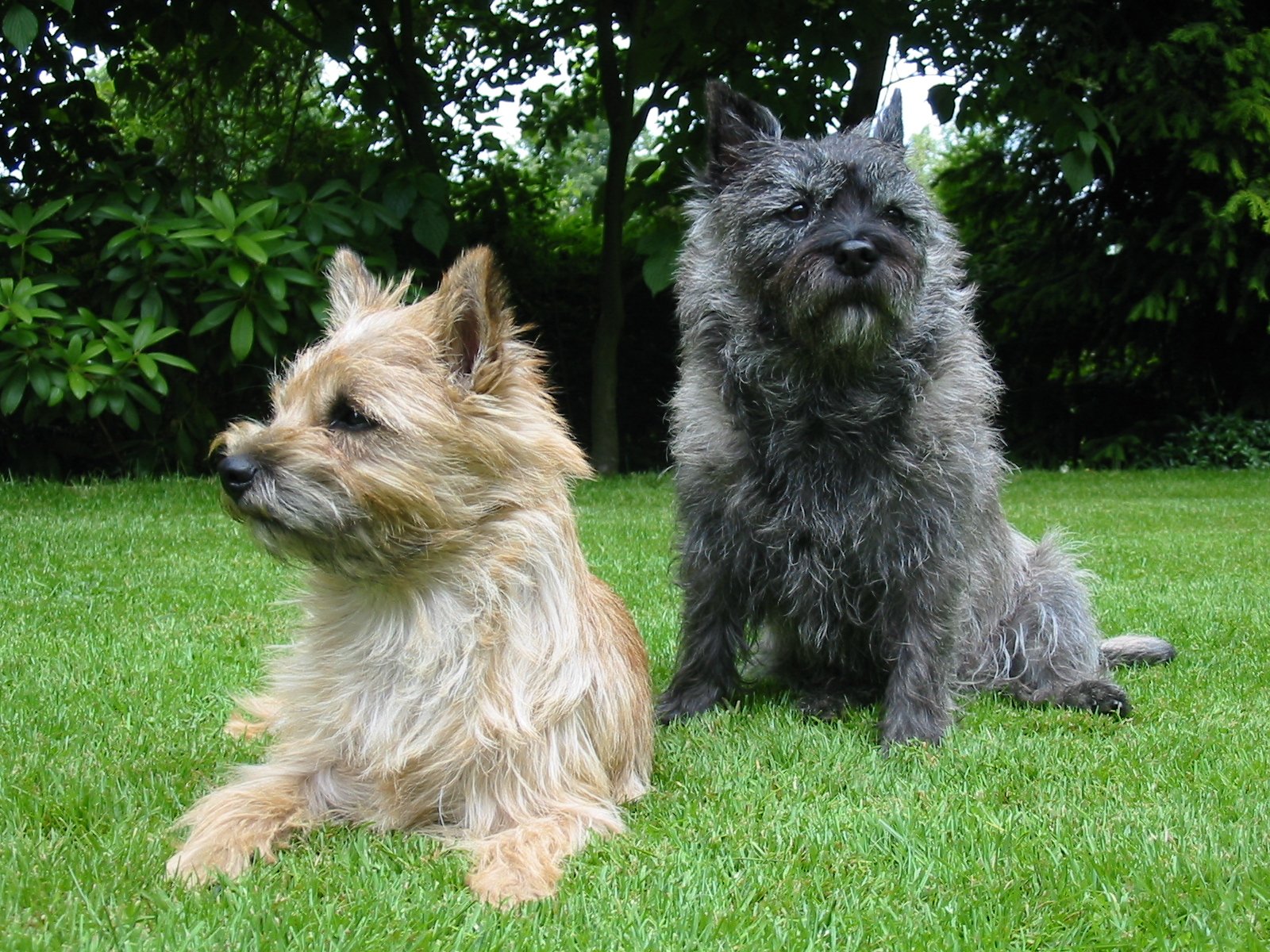 Raça de Cachorro: Cairn Terrier