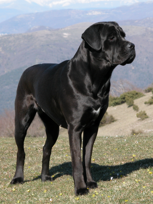 Raça de Cachorro: Cane Corso