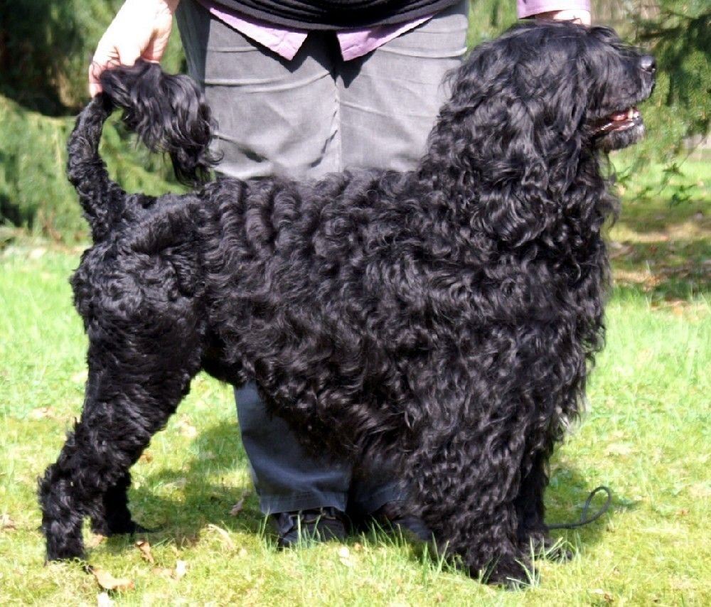 Raça de Cachorro: Cão de Água Português