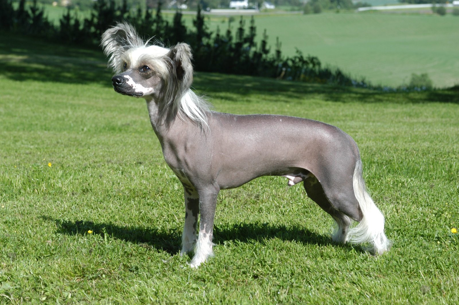 Raça de Cachorro: Cão de Crista Chinês