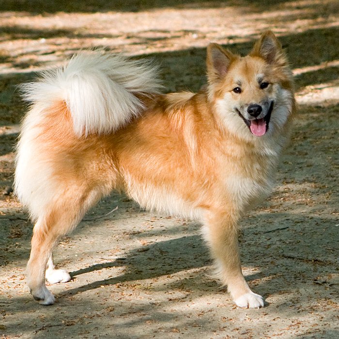 Raça de Cachorro: Cão Islandês de Pastoreio