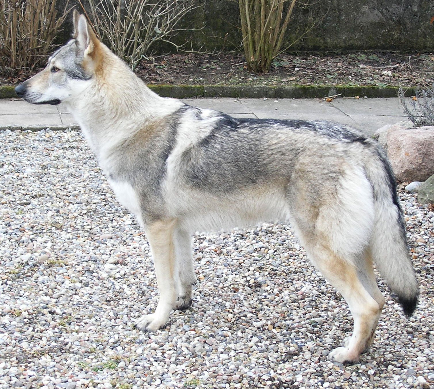 Raça de Cachorro: Cão Lobo Checoslovaco