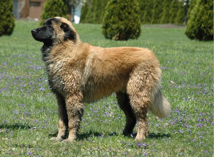 Raça de Cachorro: Cão Serra da Estrela